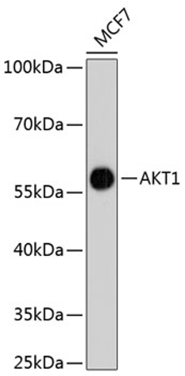 Western blot analysis of extracts of MCF-7 cells, using AKT1 antibody (13-891) .<br/>Secondary antibody: HRP Goat Anti-Rabbit IgG (H+L) at 1:10000 dilution.<br/>Lysates/proteins: 25ug per lane.<br/>Blocking buffer: 3% nonfat dry milk in TBST.