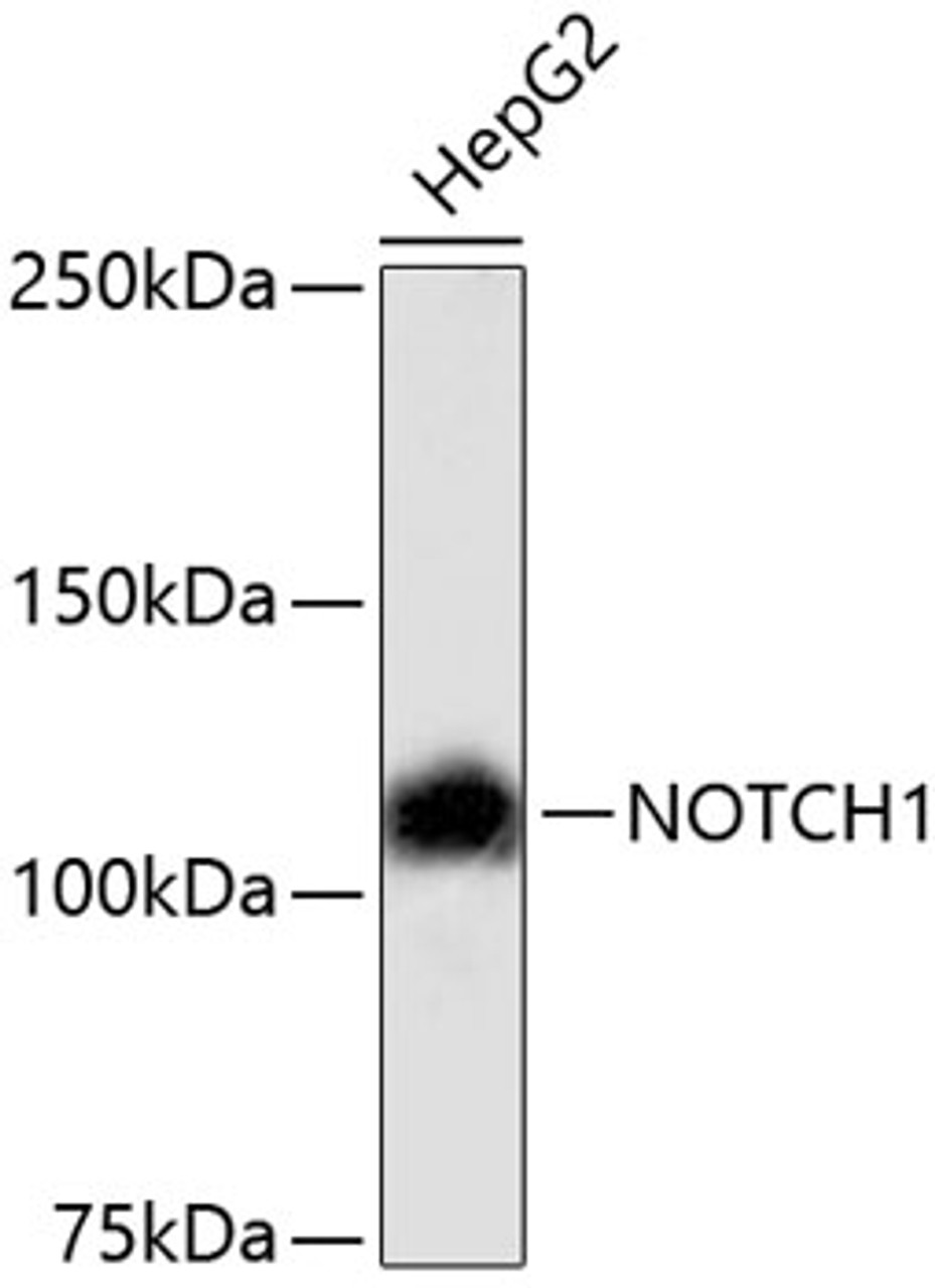 Western blot analysis of extracts of HepG2 cells, using NOTCH1 antibody (13-895) .<br/>Secondary antibody: HRP Goat Anti-Rabbit IgG (H+L) at 1:10000 dilution.<br/>Lysates/proteins: 25ug per lane.<br/>Blocking buffer: 3% nonfat dry milk in TBST.