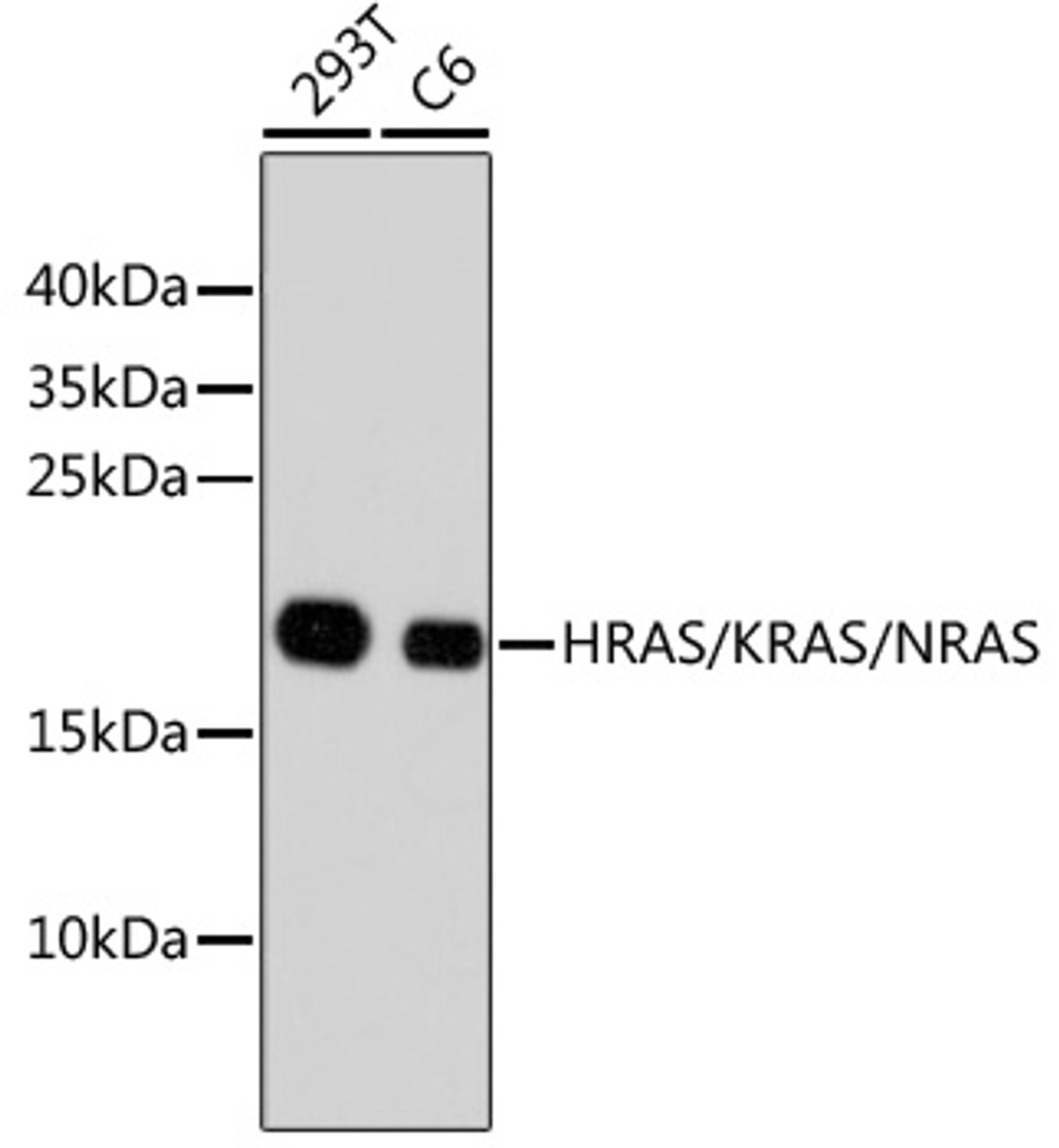 Western blot analysis of extracts of various cell lines, using HRAS/KRAS/NRAS antibody (13-897) at dilution.<br/>Secondary antibody: HRP Goat Anti-Rabbit IgG (H+L) at 1:10000 dilution.<br/>Lysates/proteins: 25ug per lane.<br/>Blocking buffer: 3% nonfat dry milk in TBST.