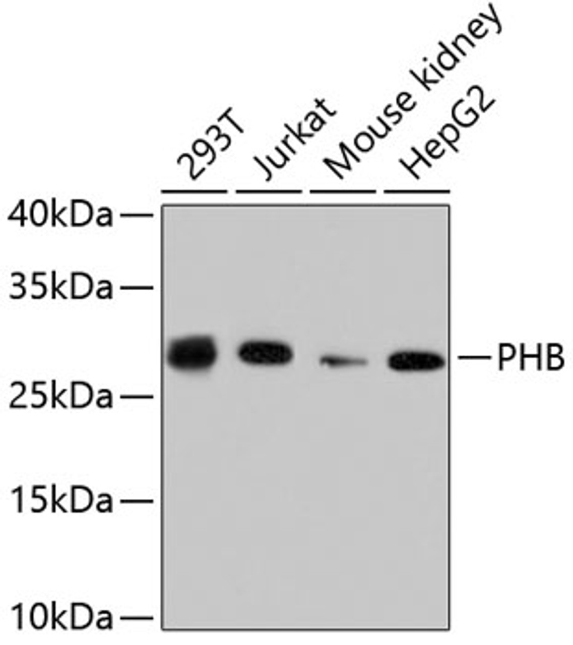 Western blot analysis of extracts of various cell lines, using PHB antibody (13-904) .<br/>Secondary antibody: HRP Goat Anti-Rabbit IgG (H+L) at 1:10000 dilution.<br/>Lysates/proteins: 25ug per lane.<br/>Blocking buffer: 3% nonfat dry milk in TBST.