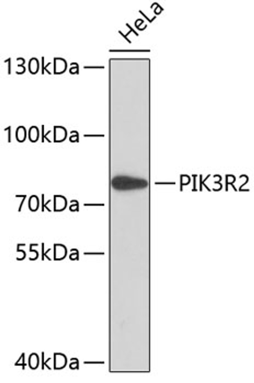 Western blot analysis of extracts of HeLa cells, using PIK3R2 antibody (13-909) .<br/>Secondary antibody: HRP Goat Anti-Rabbit IgG (H+L) at 1:10000 dilution.<br/>Lysates/proteins: 25ug per lane.<br/>Blocking buffer: 3% nonfat dry milk in TBST.