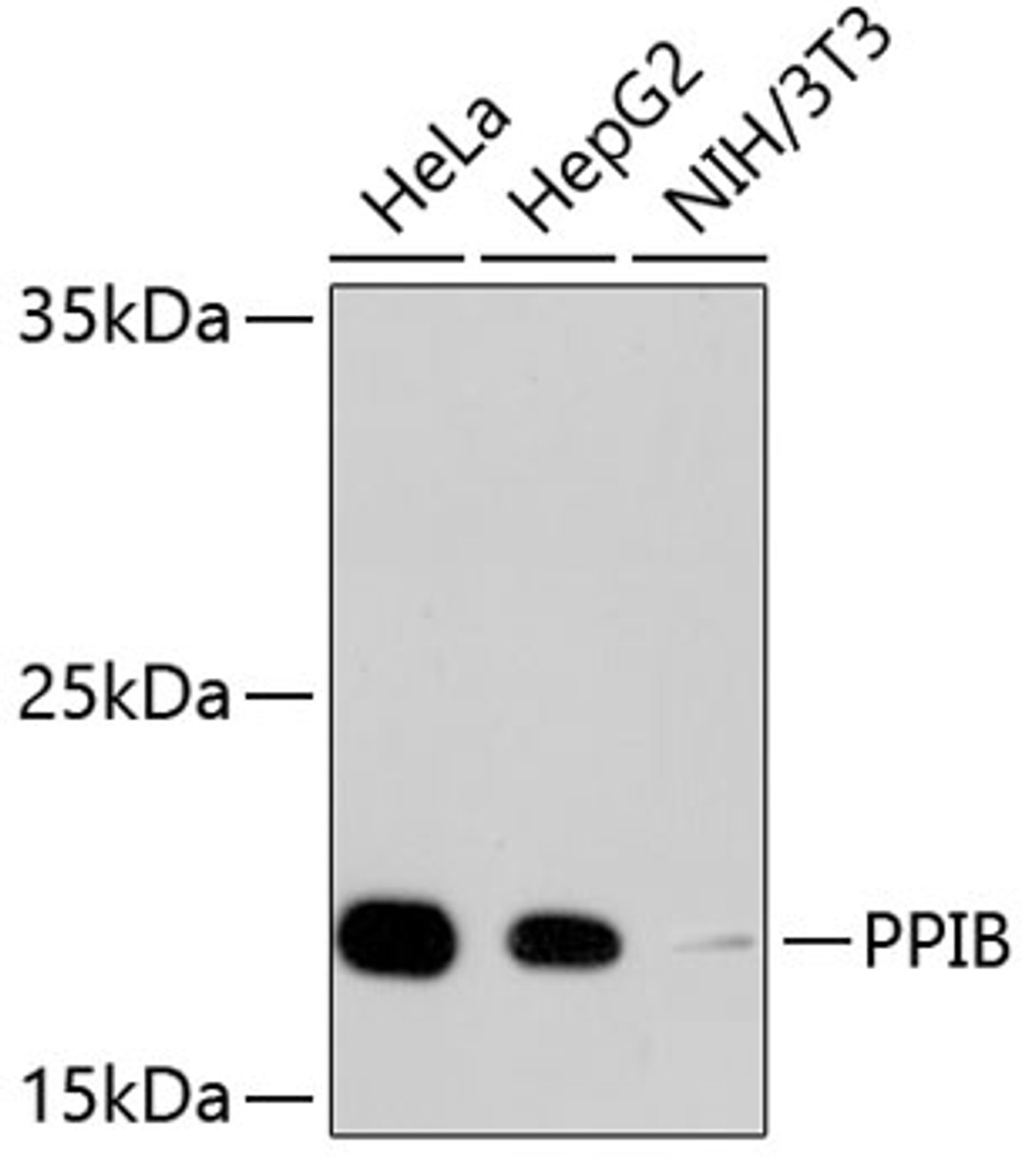 Western blot analysis of extracts of various cell lines, using PPIB antibody (13-910) .<br/>Secondary antibody: HRP Goat Anti-Rabbit IgG (H+L) at 1:10000 dilution.<br/>Lysates/proteins: 25ug per lane.<br/>Blocking buffer: 3% nonfat dry milk in TBST.