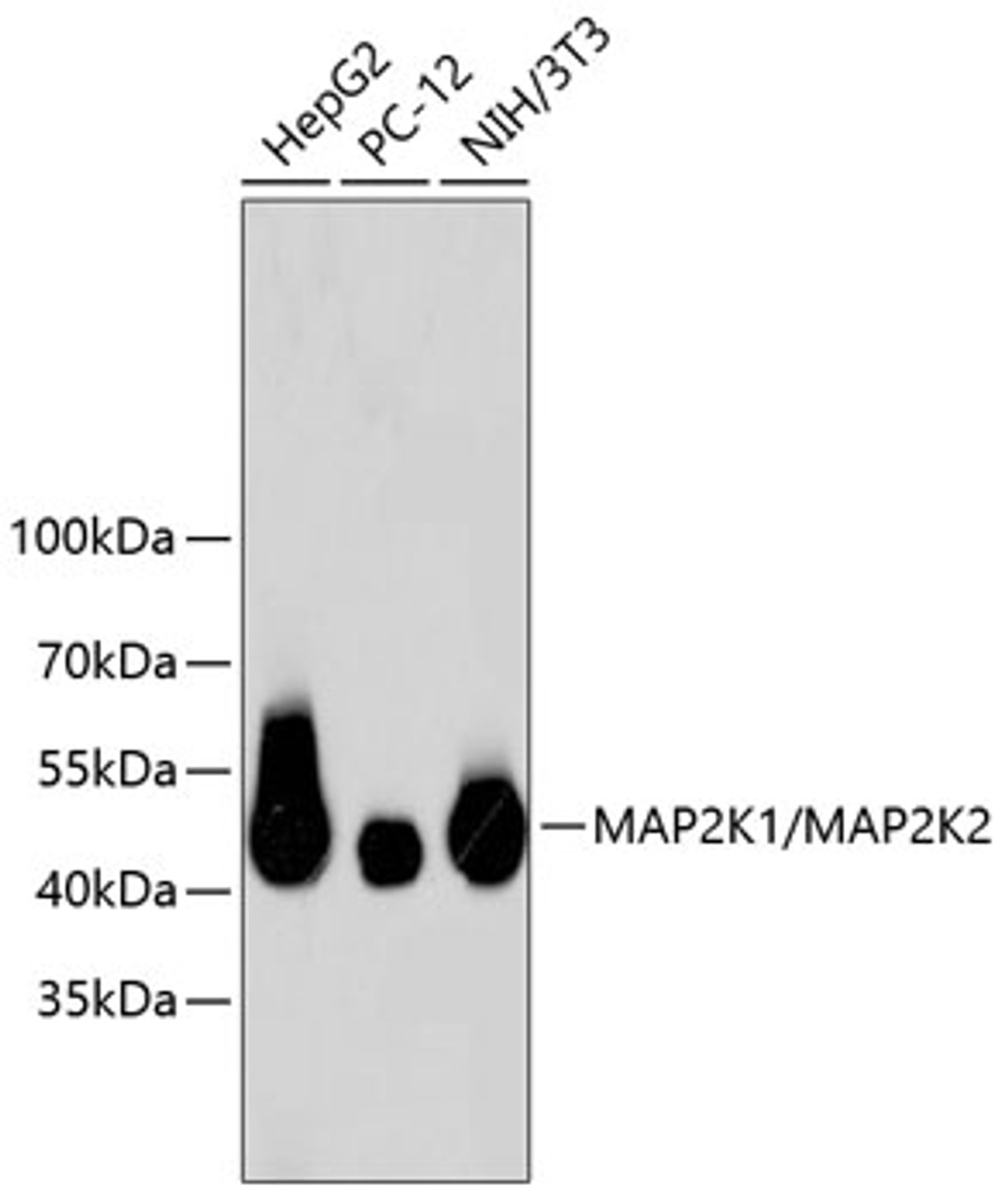Western blot analysis of extracts of various cell lines, using MAP2K1/MAP2K2 antibody (13-923) .<br/>Secondary antibody: HRP Goat Anti-Rabbit IgG (H+L) at 1:10000 dilution.<br/>Lysates/proteins: 25ug per lane.<br/>Blocking buffer: 3% nonfat dry milk in TBST.