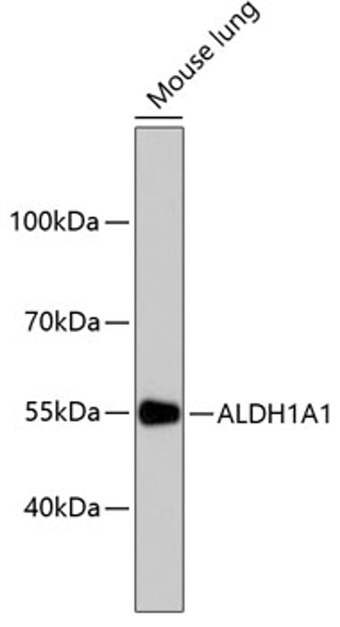 Western blot analysis of extracts of mouse lung, using ALDH1A1 antibody (13-927) .<br/>Secondary antibody: HRP Goat Anti-Rabbit IgG (H+L) at 1:10000 dilution.<br/>Lysates/proteins: 25ug per lane.<br/>Blocking buffer: 3% nonfat dry milk in TBST.