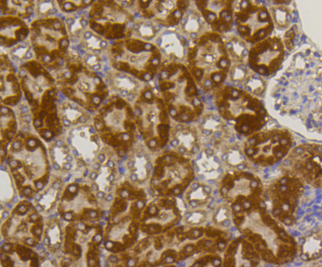Immunohistochemistry of paraffin-embedded mouse kidney using ALPL antibody (13-929) at dilution of 1:100 (40x lens) .