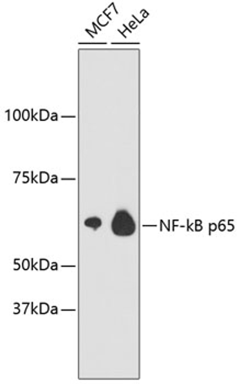 Western blot analysis of extracts of various cell lines, using NF-kB p65 antibody (13-935) .<br/>Secondary antibody: HRP Goat Anti-Rabbit IgG (H+L) at 1:10000 dilution.<br/>Lysates/proteins: 25ug per lane.<br/>Blocking buffer: 3% nonfat dry milk in TBST.
