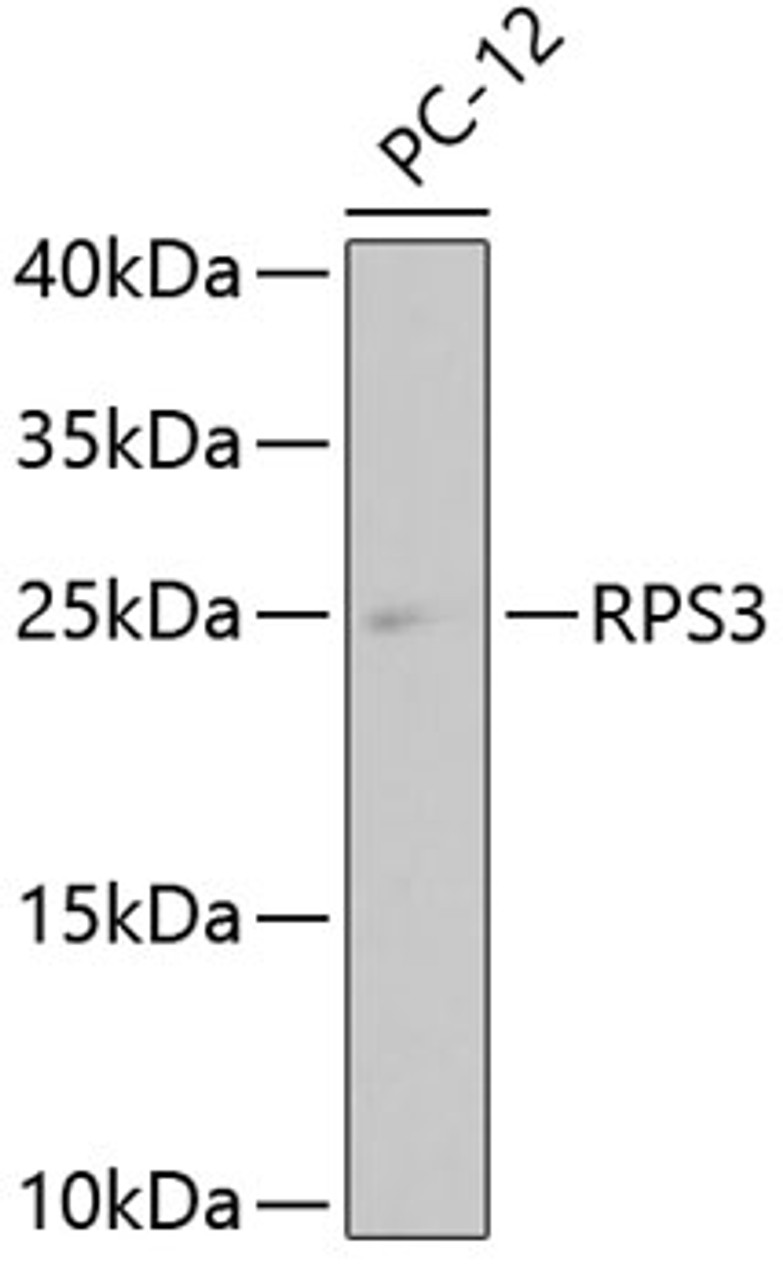 Western blot analysis of extracts of PC-12 cells, using RPS3 antibody (13-940) .<br/>Secondary antibody: HRP Goat Anti-Rabbit IgG (H+L) at 1:10000 dilution.<br/>Lysates/proteins: 25ug per lane.<br/>Blocking buffer: 3% nonfat dry milk in TBST.