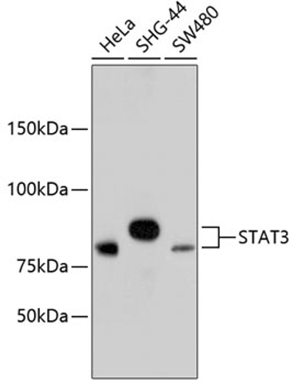 Western blot analysis of extracts of various cell lines, using STAT3 antibody (13-949) .<br/>Secondary antibody: HRP Goat Anti-Rabbit IgG (H+L) at 1:10000 dilution.<br/>Lysates/proteins: 25ug per lane.<br/>Blocking buffer: 3% nonfat dry milk in TBST.