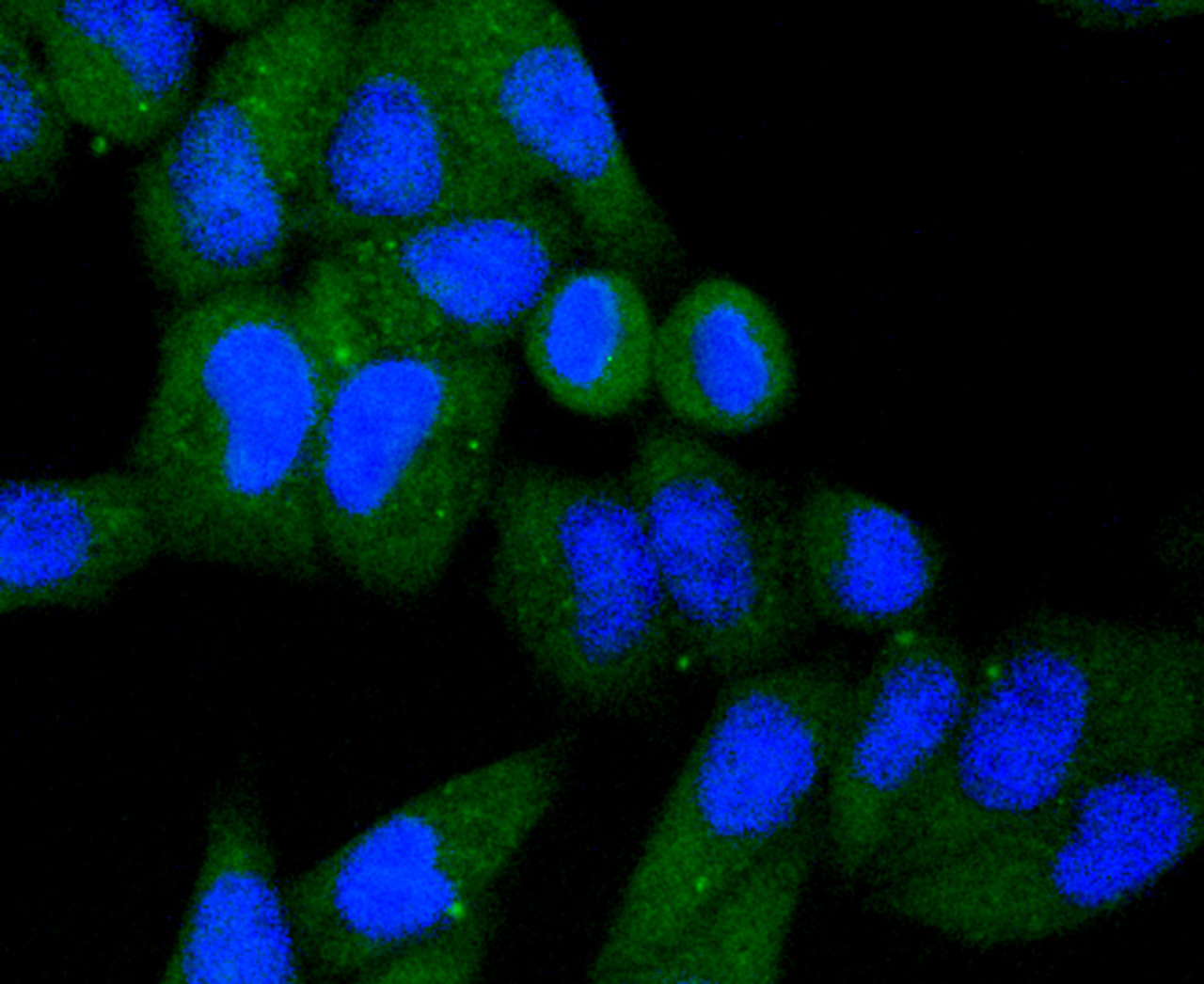 Immunofluorescence analysis of HeLa cells using KIF23 antibody (13-976) .