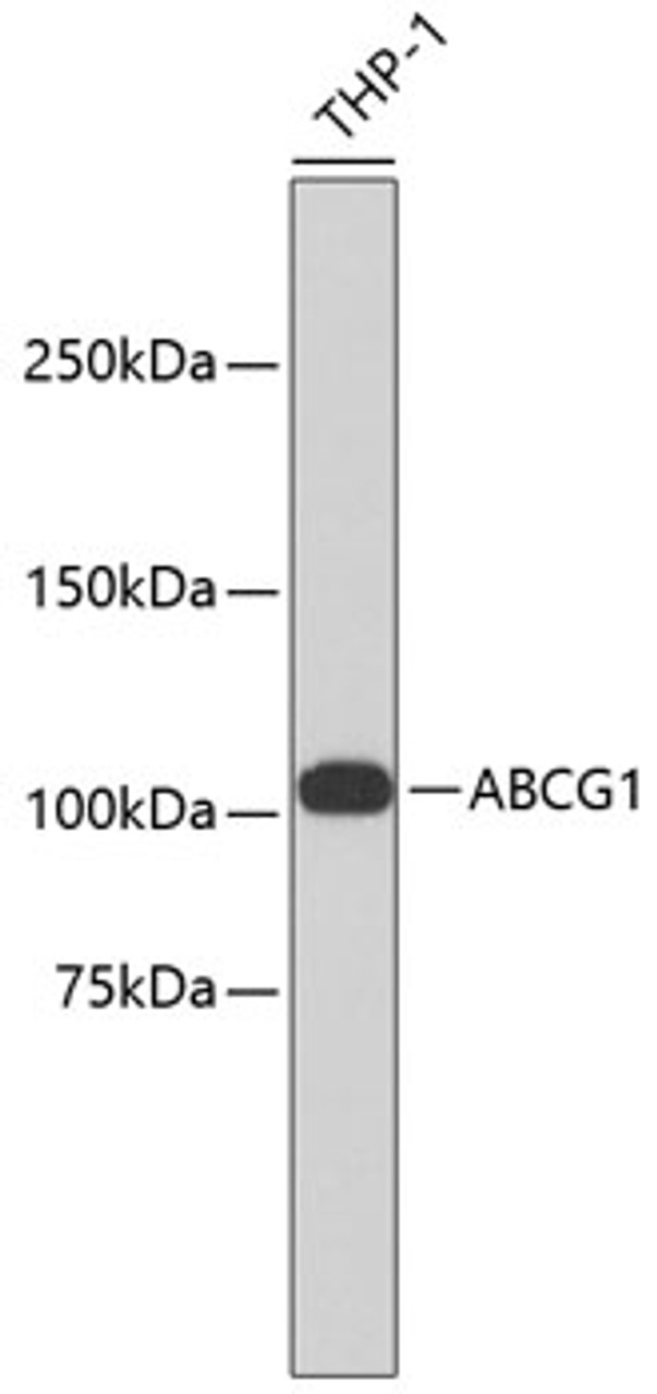 Western blot analysis of extracts of THP-1 cells, using ABCG1 antibody (13-977) .<br/>Secondary antibody: HRP Goat Anti-Rabbit IgG (H+L) at 1:10000 dilution.<br/>Lysates/proteins: 25ug per lane.<br/>Blocking buffer: 3% nonfat dry milk in TBST.