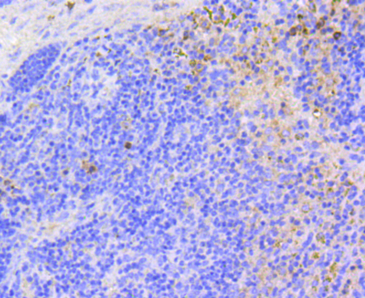 Immunohistochemistry of paraffin-embedded mouse spleen using ARPC5 antibody (13-981) at dilution of 1:100 (40x lens) .