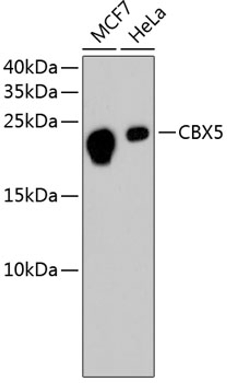 Western blot analysis of extracts of various cell lines, using CBX5 antibody (13-998) .<br/>Secondary antibody: HRP Goat Anti-Rabbit IgG (H+L) at 1:10000 dilution.<br/>Lysates/proteins: 25ug per lane.<br/>Blocking buffer: 3% nonfat dry milk in TBST.