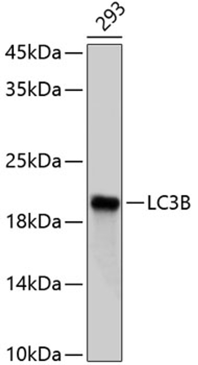 Western blot analysis of extracts of 293 cells, using LC3B antibody (14-194) .<br/>Secondary antibody: HRP Goat Anti-Rabbit IgG (H+L) at 1:10000 dilution.<br/>Lysates/proteins: 25ug per lane.<br/>Blocking buffer: 3% nonfat dry milk in TBST.