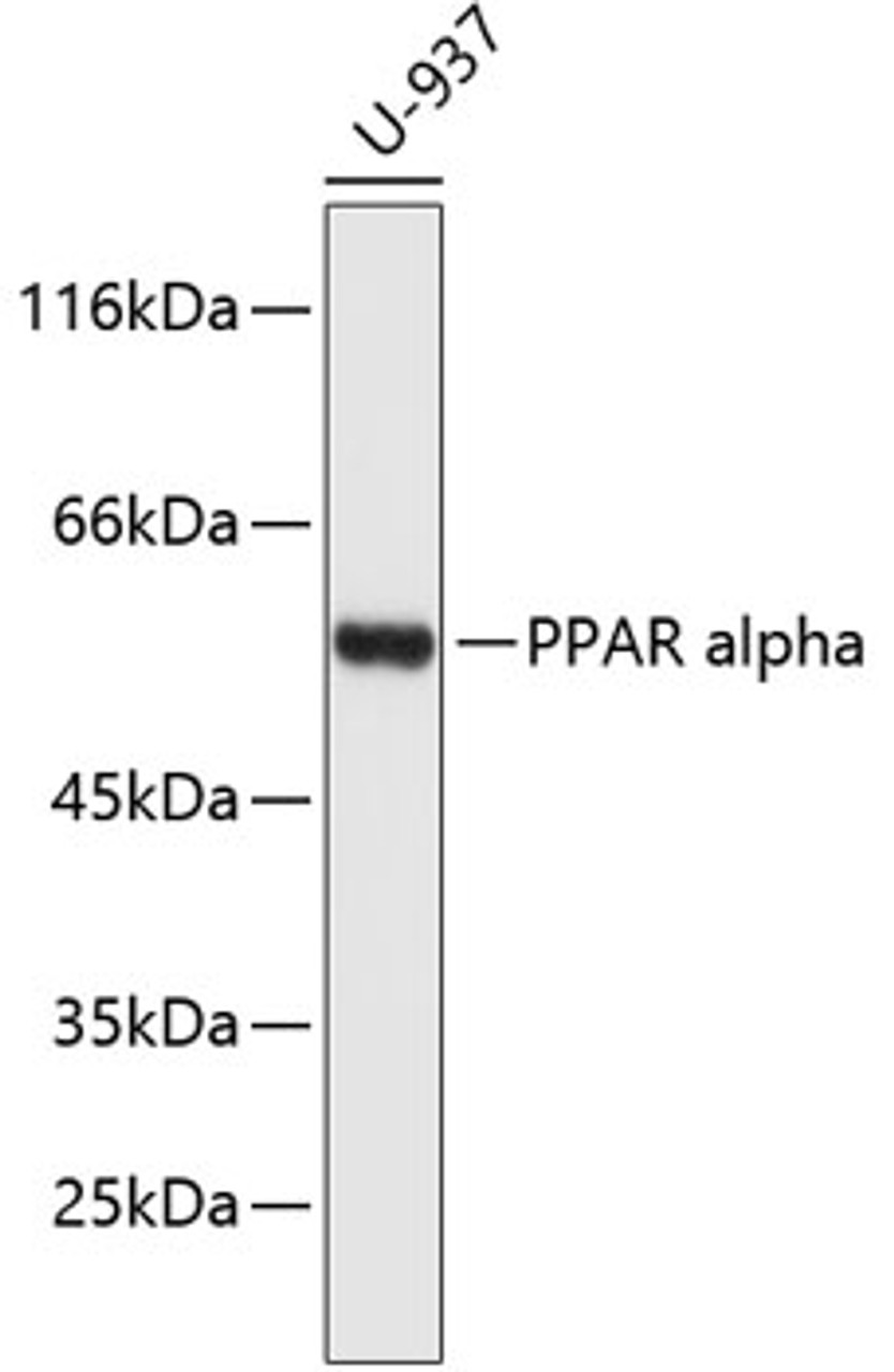 Western blot analysis of extracts of U-937 cells, using PPAR alpha antibody (14-195) .<br/>Secondary antibody: HRP Goat Anti-Rabbit IgG (H+L) at 1:10000 dilution.<br/>Lysates/proteins: 25ug per lane.<br/>Blocking buffer: 3% nonfat dry milk in TBST.