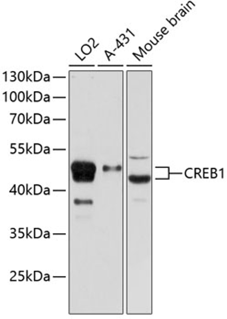 Western blot analysis of extracts of various cell lines, using CREB1 antibody (14-360) at 1:3000 dilution.<br/>Secondary antibody: HRP Goat Anti-Rabbit IgG (H+L) at 1:10000 dilution.<br/>Lysates/proteins: 25ug per lane.<br/>Blocking buffer: 3% nonfat dry milk in TBST.<br/>Detection: ECL Enhanced Kit.<br/>Exposure time: 30s.