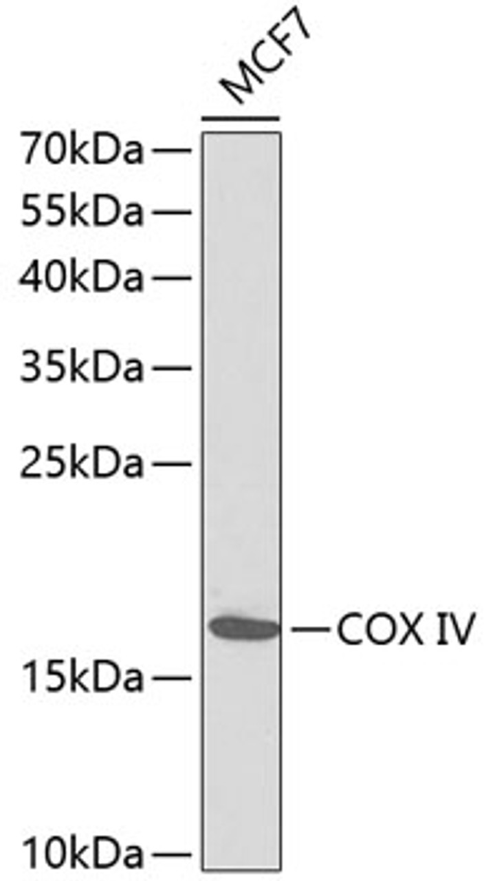 Western blot analysis of extracts of MCF-7 cells, using COX IV antibody (14-551) .<br/>Secondary antibody: HRP Goat Anti-Rabbit IgG (H+L) at 1:10000 dilution.<br/>Lysates/proteins: 25ug per lane.<br/>Blocking buffer: 3% nonfat dry milk in TBST.