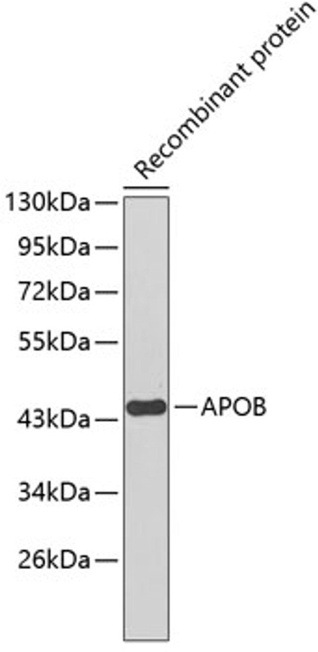 Western blot analysis of extracts of Recombinant protein, using APOB antibody (14-891) .<br/>Secondary antibody: HRP Goat Anti-Mouse IgG (H+L) (AS003) at 1:10000 dilution.<br/>Lysates/proteins: 25ug per lane.<br/>Blocking buffer: 3% nonfat dry milk in TBST.