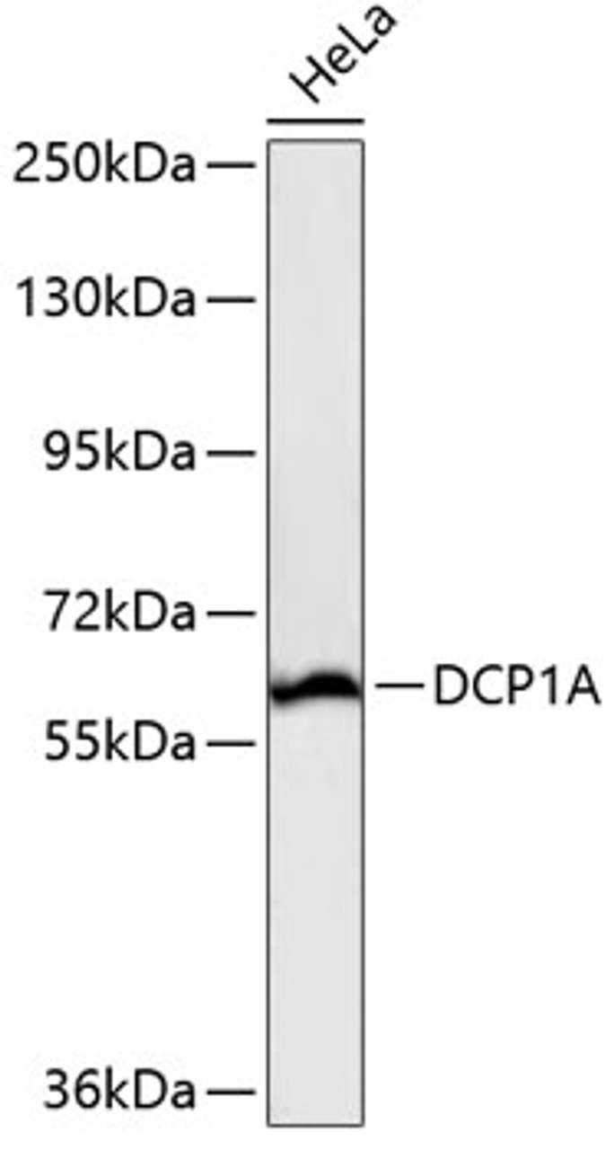 Western blot analysis of extracts of HeLa cells, using DCP1A antibody (14-987) .<br/>Secondary antibody: HRP Goat Anti-Rabbit IgG (H+L) at 1:10000 dilution.<br/>Lysates/proteins: 25ug per lane.<br/>Blocking buffer: 3% nonfat dry milk in TBST.