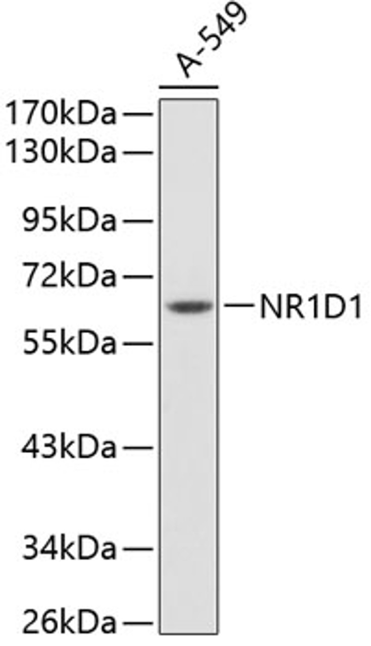 Western blot analysis of extracts of A-549 cells, using NR1D1 antibody (15-725) .<br/>Secondary antibody: HRP Goat Anti-Rabbit IgG (H+L) at 1:10000 dilution.<br/>Lysates/proteins: 25ug per lane.<br/>Blocking buffer: 3% nonfat dry milk in TBST.