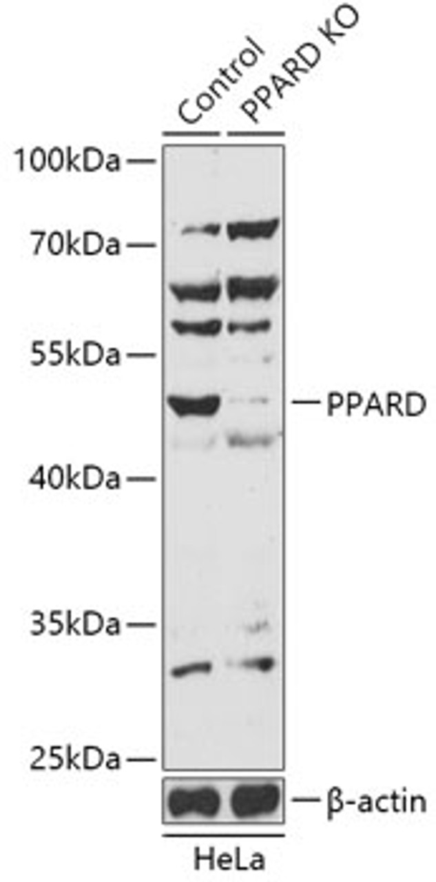 Western blot analysis of extracts from normal (control) and PPARD knockout (KO) HeLa cells, using PPARD antibody (18-267) at 1:1000 dilution.<br/>Secondary antibody: HRP Goat Anti-Rabbit IgG (H+L) at 1:10000 dilution.<br/>Lysates/proteins: 25ug per lane.<br/>Blocking buffer: 3% nonfat dry milk in TBST.<br/>Detection: ECL Basic Kit.<br/>Exposure time: 90s.