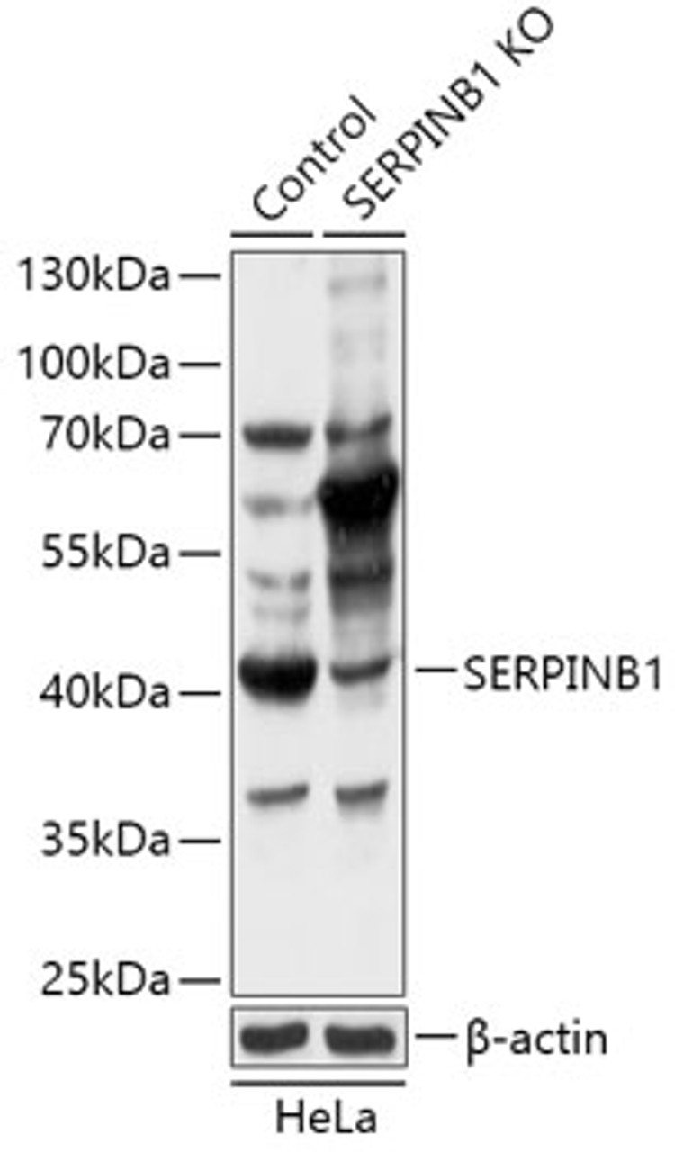 Western blot analysis of extracts from normal (control) and SERPINB1 knockout (KO) HeLa cells, using SERPINB1 antibody (18-277) at 1:1000 dilution.<br/>Secondary antibody: HRP Goat Anti-Rabbit IgG (H+L) at 1:10000 dilution.<br/>Lysates/proteins: 25ug per lane.<br/>Blocking buffer: 3% nonfat dry milk in TBST.<br/>Detection: ECL Basic Kit.<br/>Exposure time: 10s.