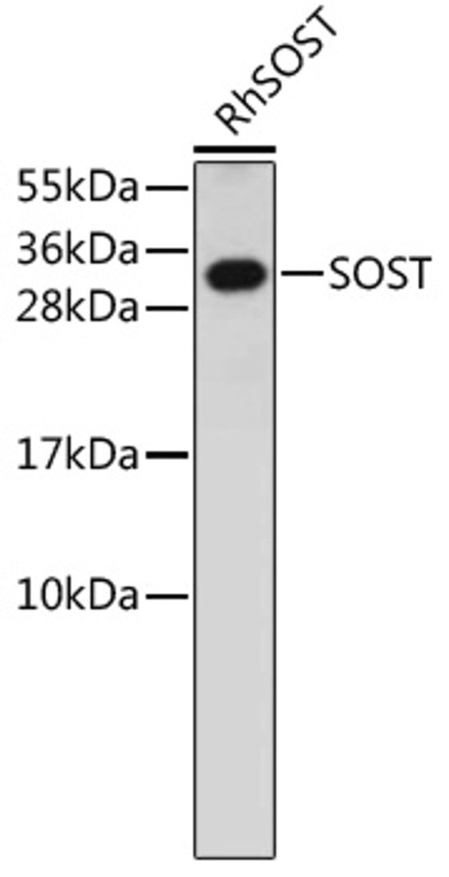 Western blot analysis of extracts of human SOST protein, using SOST antibody (18-306) at dilution.<br/>Secondary antibody: HRP Goat Anti-Rabbit IgG (H+L) at 1:10000 dilution.<br/>Lysates/proteins: 25ug per lane.<br/>Blocking buffer: 3% nonfat dry milk in TBST.
