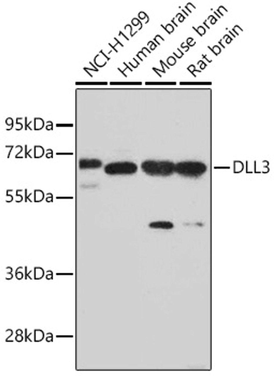 Western blot analysis of extracts of various cell lines, using DLL3 antibody (18-321) at dilution.<br/>Secondary antibody: HRP Goat Anti-Rabbit IgG (H+L) at 1:10000 dilution.<br/>Lysates/proteins: 25ug per lane.<br/>Blocking buffer: 3% nonfat dry milk in TBST.