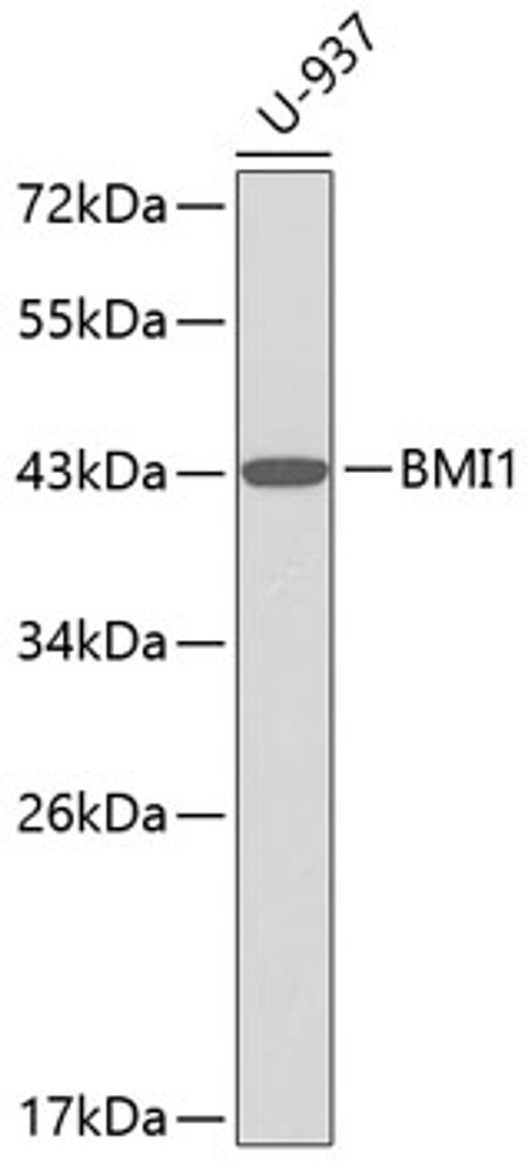 Western blot analysis of extracts of U-937 cells, using BMI1 antibody (18-591) .<br/>Secondary antibody: HRP Goat Anti-Rabbit IgG (H+L) at 1:10000 dilution.<br/>Lysates/proteins: 25ug per lane.<br/>Blocking buffer: 3% nonfat dry milk in TBST.
