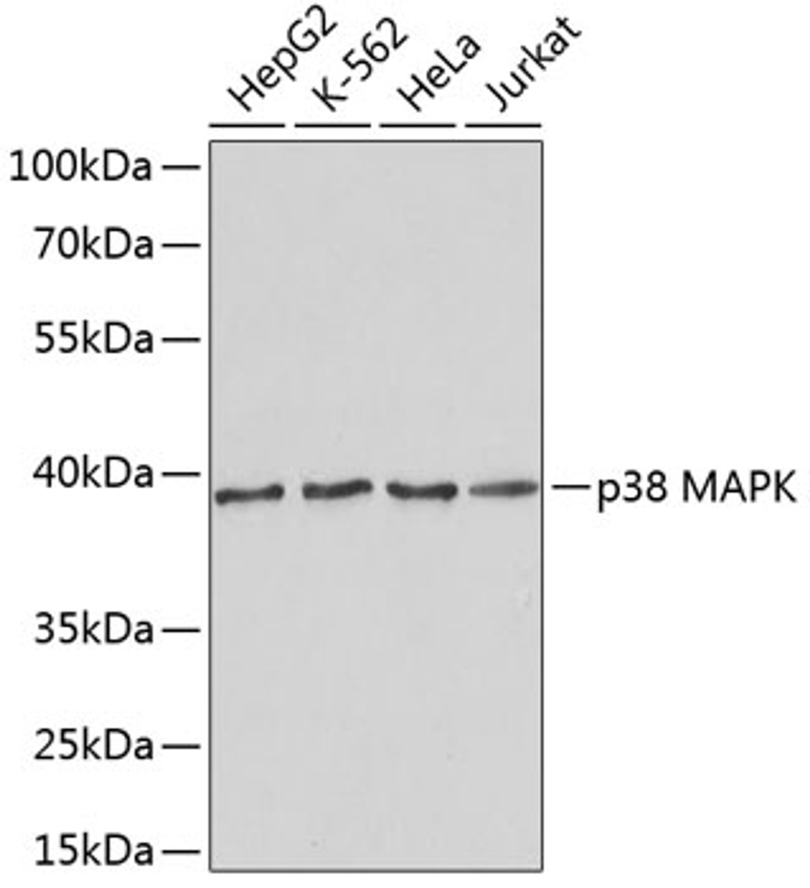 Western blot analysis of extracts of various cell lines, using p38 MAPK antibody (18-649) .<br/>Secondary antibody: HRP Goat Anti-Rabbit IgG (H+L) at 1:10000 dilution.<br/>Lysates/proteins: 25ug per lane.<br/>Blocking buffer: 3% nonfat dry milk in TBST.