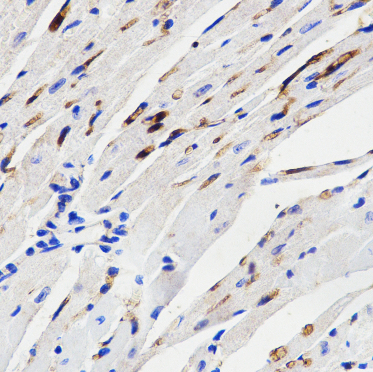 Immunohistochemistry of paraffin-embedded mouse heart tissue, using p38 MAPK antibody (18-649) .