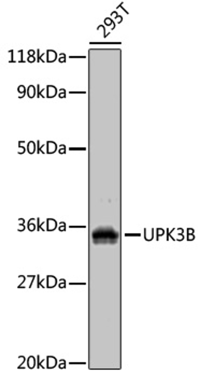 Western blot analysis of extracts of 293T cells, using UPK3B antibody (18-743) at dilution.<br/>Secondary antibody: HRP Goat Anti-Rabbit IgG (H+L) at 1:10000 dilution.<br/>Lysates/proteins: 25ug per lane.<br/>Blocking buffer: 3% nonfat dry milk in TBST.
