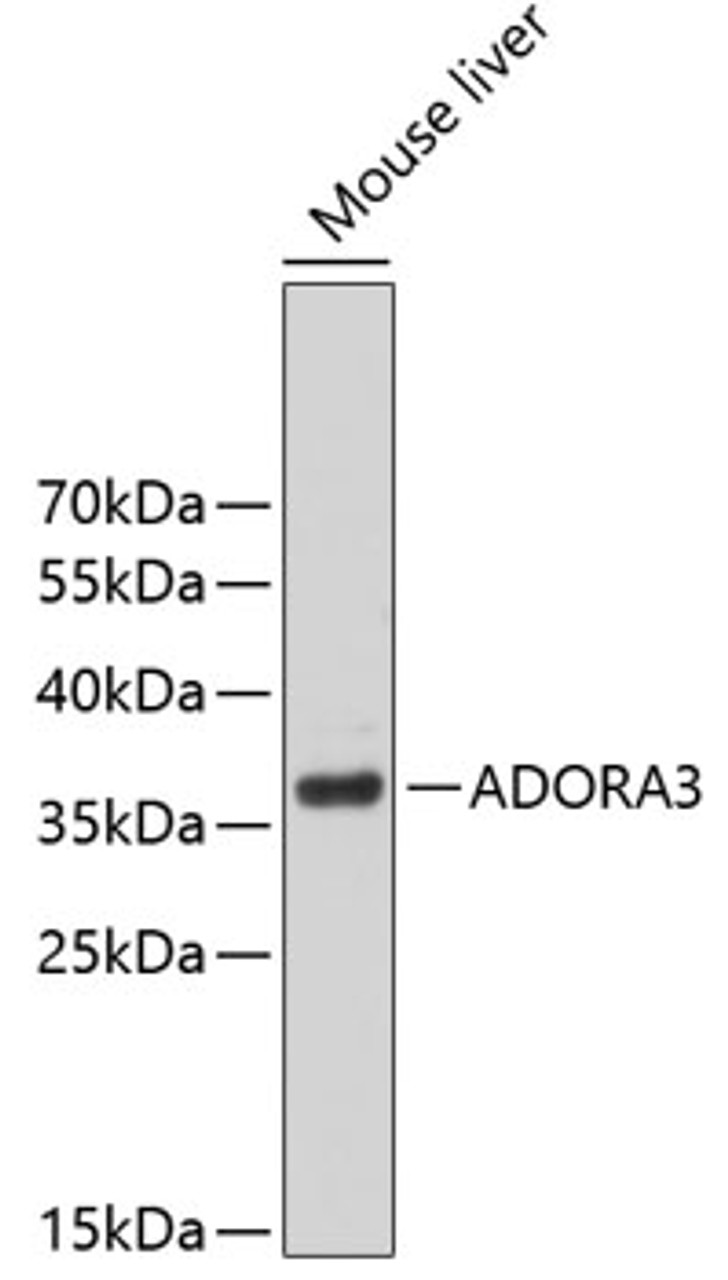 Western blot analysis of extracts of mouse liver, using ADORA3 antibody (18-751) .<br/>Secondary antibody: HRP Goat Anti-Rabbit IgG (H+L) at 1:10000 dilution.<br/>Lysates/proteins: 25ug per lane.<br/>Blocking buffer: 3% nonfat dry milk in TBST.