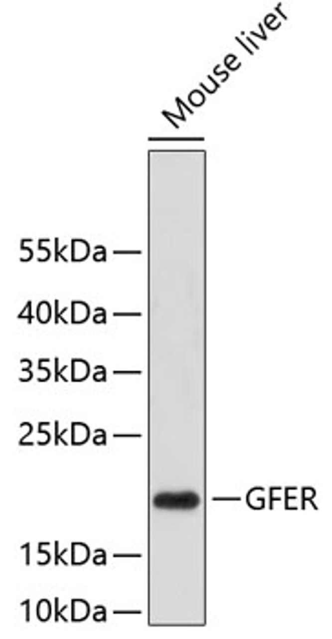 Western blot analysis of extracts of mouse liver, using GFER antibody (18-752) .<br/>Secondary antibody: HRP Goat Anti-Rabbit IgG (H+L) at 1:10000 dilution.<br/>Lysates/proteins: 25ug per lane.<br/>Blocking buffer: 3% nonfat dry milk in TBST.