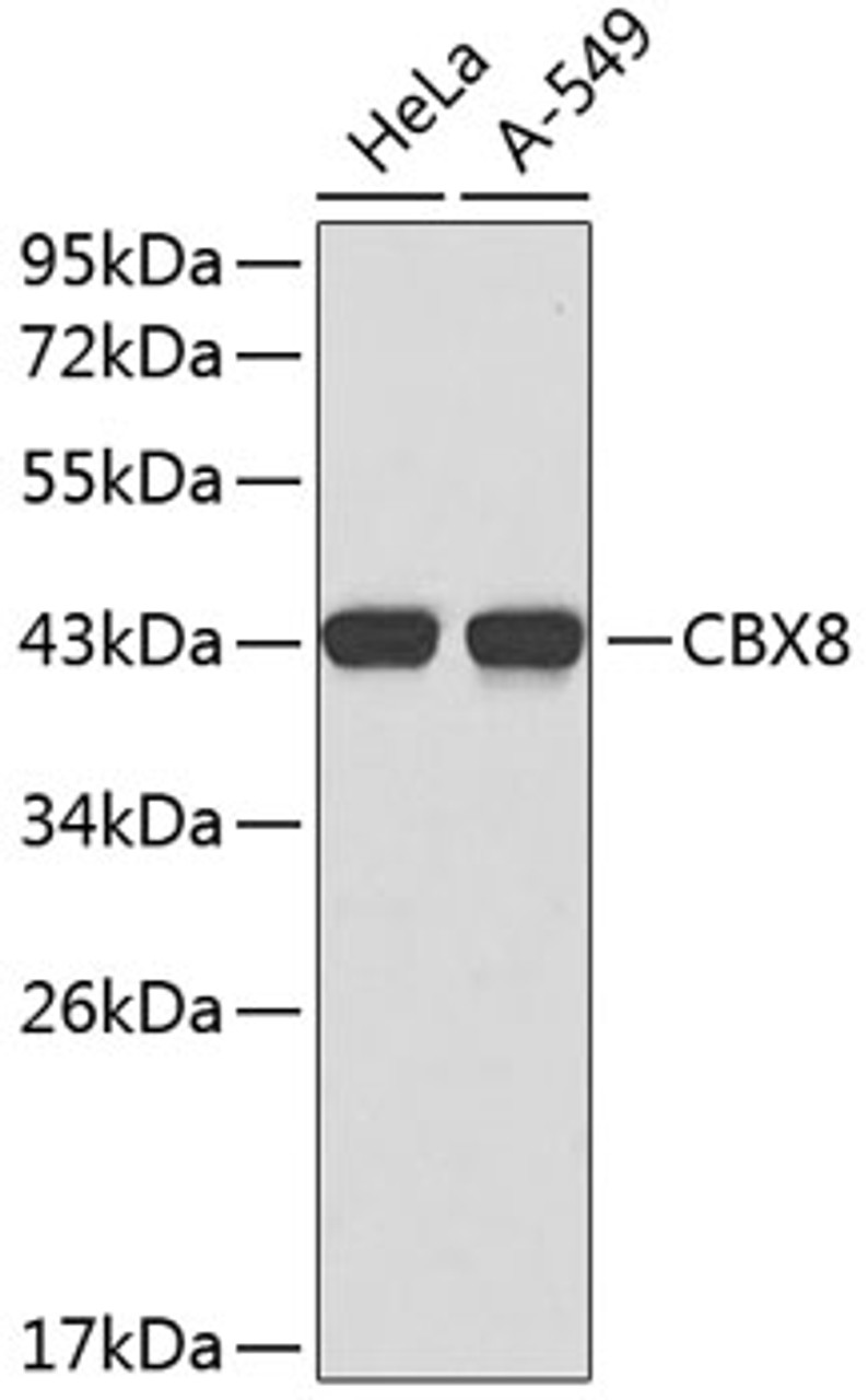 Western blot analysis of extracts of various cell lines, using CBX8 antibody (18-765) .<br/>Secondary antibody: HRP Goat Anti-Rabbit IgG (H+L) at 1:10000 dilution.<br/>Lysates/proteins: 25ug per lane.<br/>Blocking buffer: 3% nonfat dry milk in TBST.