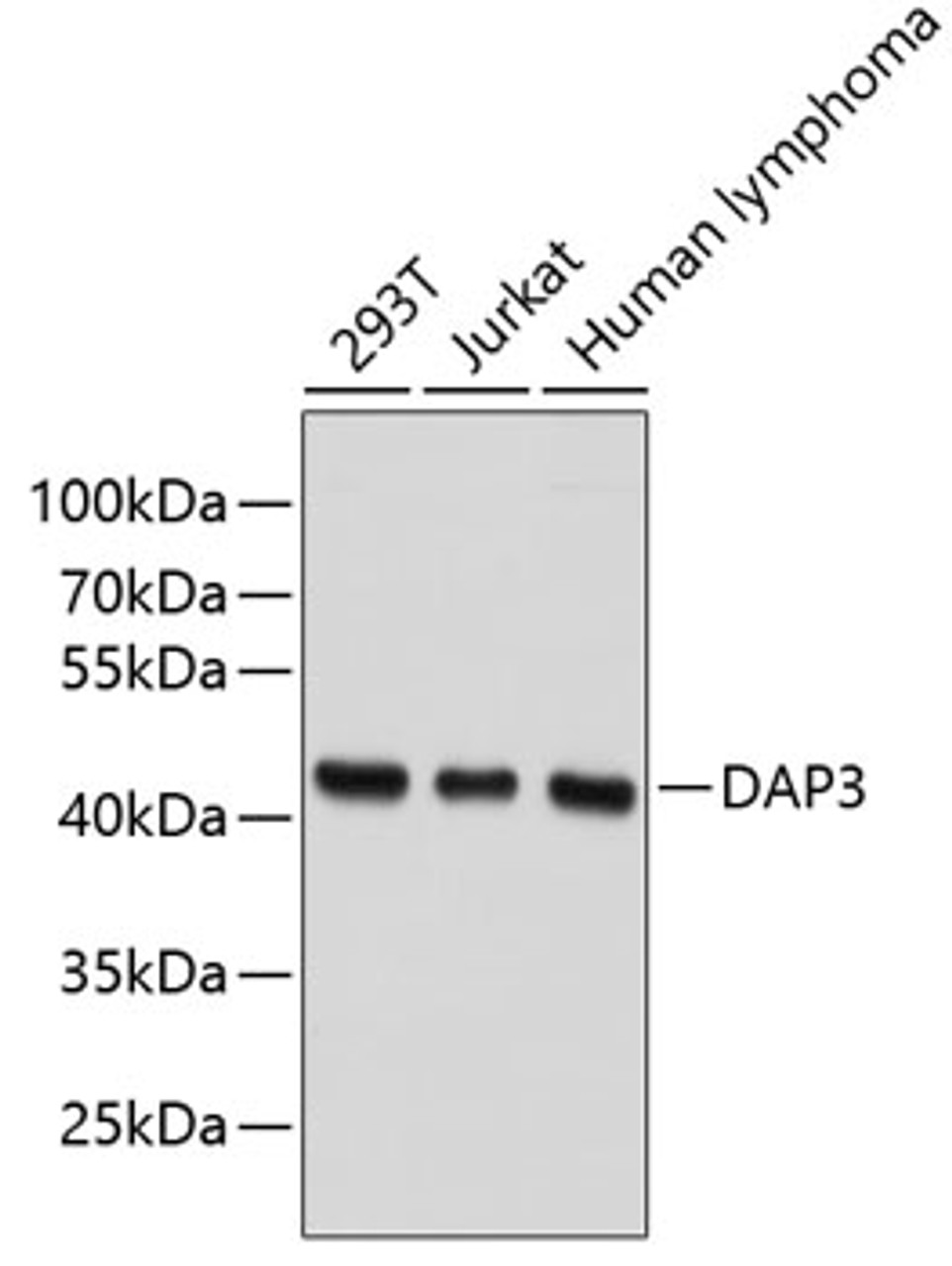 Western blot analysis of extracts of various cell lines, using DAP3 antibody (18-781) .<br/>Secondary antibody: HRP Goat Anti-Rabbit IgG (H+L) at 1:10000 dilution.<br/>Lysates/proteins: 25ug per lane.<br/>Blocking buffer: 3% nonfat dry milk in TBST.