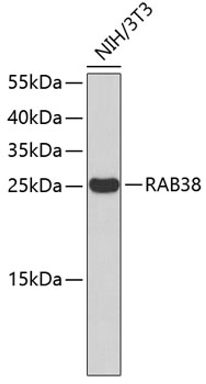 Western blot analysis of extracts of NIH/3T3 cells, using RAB38 antibody (18-824) .<br/>Secondary antibody: HRP Goat Anti-Rabbit IgG (H+L) at 1:10000 dilution.<br/>Lysates/proteins: 25ug per lane.<br/>Blocking buffer: 3% nonfat dry milk in TBST.