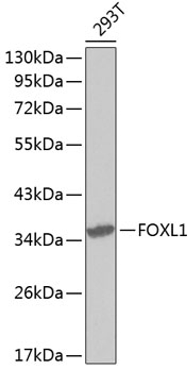 Western blot analysis of extracts of 293T cells, using FOXL1 antibody (18-873) .<br/>Secondary antibody: HRP Goat Anti-Rabbit IgG (H+L) at 1:10000 dilution.<br/>Lysates/proteins: 25ug per lane.<br/>Blocking buffer: 3% nonfat dry milk in TBST.