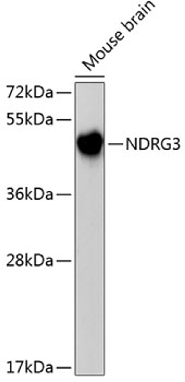Western blot analysis of extracts of mouse brain, using NDRG3 antibody (18-943) .<br/>Secondary antibody: HRP Goat Anti-Rabbit IgG (H+L) at 1:10000 dilution.<br/>Lysates/proteins: 25ug per lane.<br/>Blocking buffer: 3% nonfat dry milk in TBST.