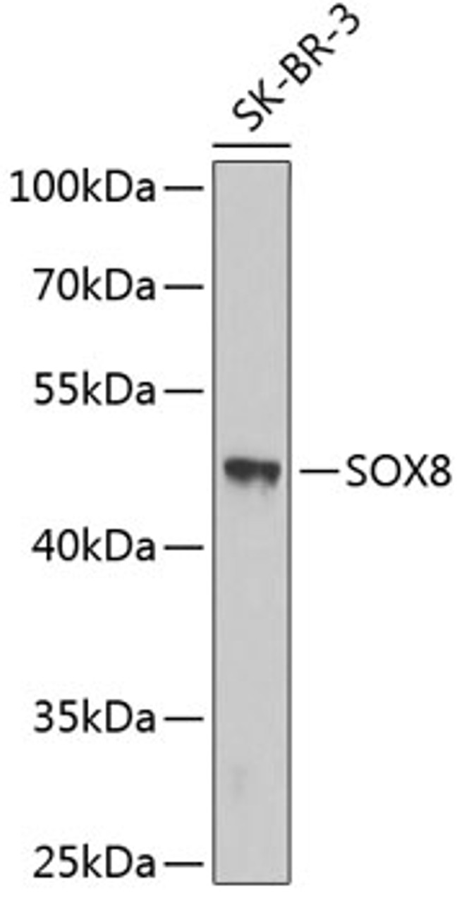 Western blot analysis of extracts of SK-BR-3 cells, using SOX8 antibody (18-956) .<br/>Secondary antibody: HRP Goat Anti-Rabbit IgG (H+L) at 1:10000 dilution.<br/>Lysates/proteins: 25ug per lane.<br/>Blocking buffer: 3% nonfat dry milk in TBST.