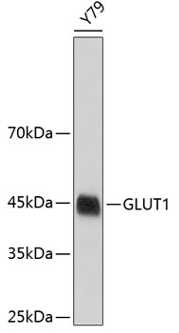 Western blot analysis of extracts of Y79 cells, using GLUT1 antibody (19-037) .<br/>Secondary antibody: HRP Goat Anti-Rabbit IgG (H+L) at 1:10000 dilution.<br/>Lysates/proteins: 25ug per lane.<br/>Blocking buffer: 3% nonfat dry milk in TBST.