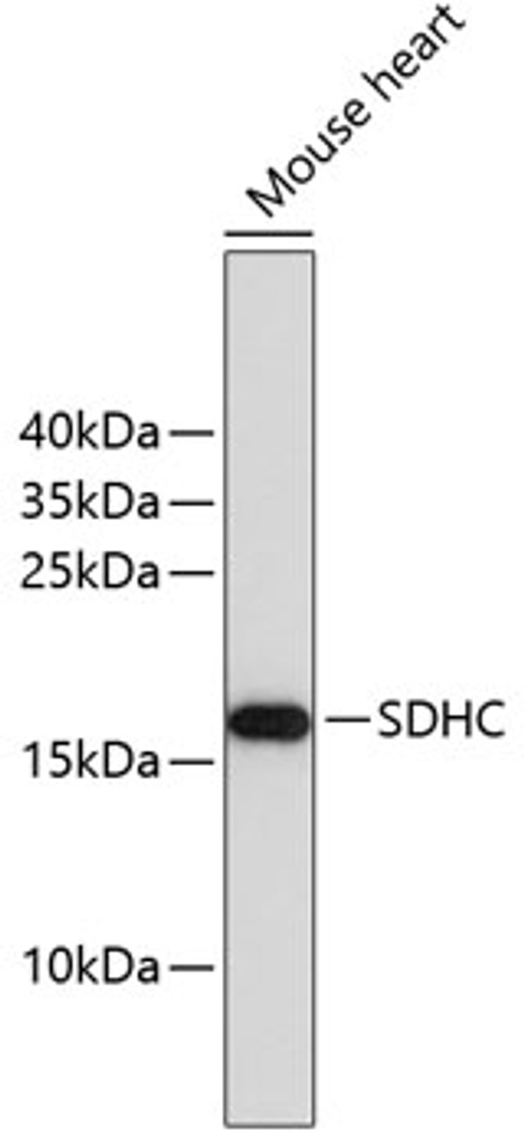 Western blot analysis of extracts of mouse heart, using SDHC antibody (19-279) .<br/>Secondary antibody: HRP Goat Anti-Rabbit IgG (H+L) at 1:10000 dilution.<br/>Lysates/proteins: 25ug per lane.<br/>Blocking buffer: 3% nonfat dry milk in TBST.