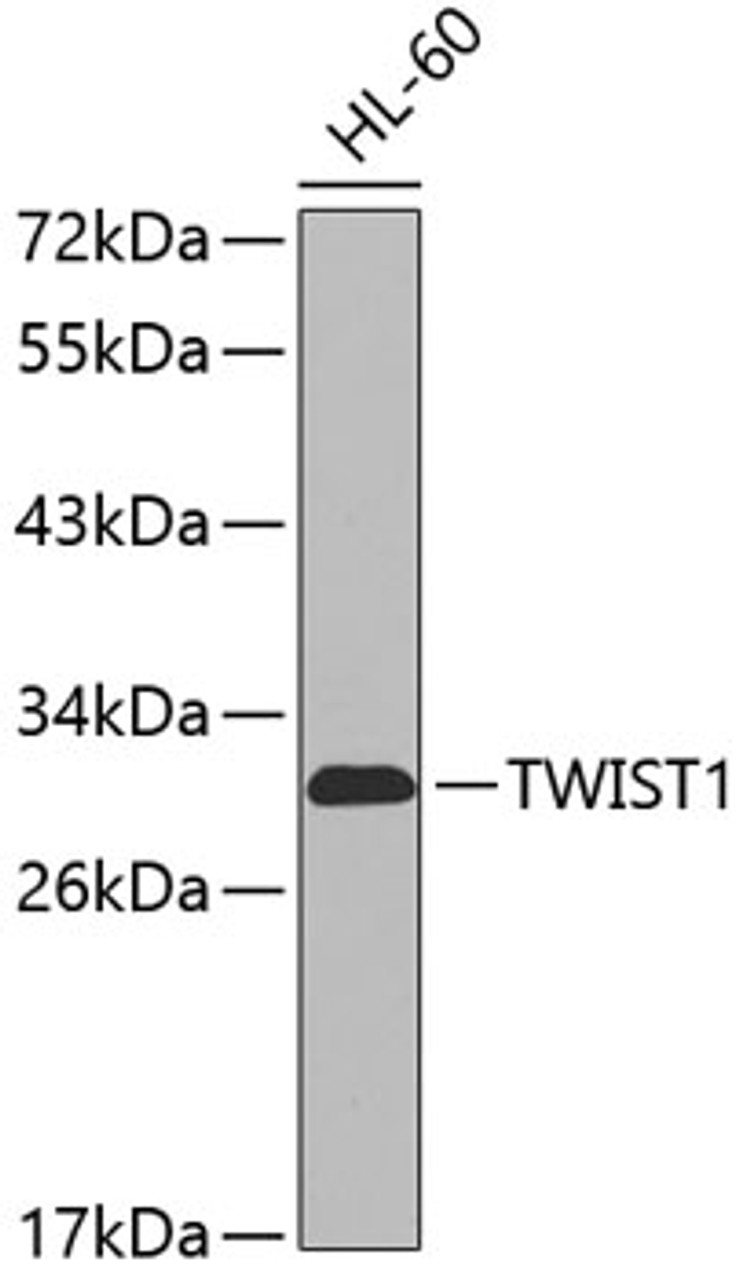 Western blot analysis of extracts of HL-60 cells, using TWIST1 antibody (19-710) .<br/>Secondary antibody: HRP Goat Anti-Rabbit IgG (H+L) at 1:10000 dilution.<br/>Lysates/proteins: 25ug per lane.<br/>Blocking buffer: 3% nonfat dry milk in TBST.