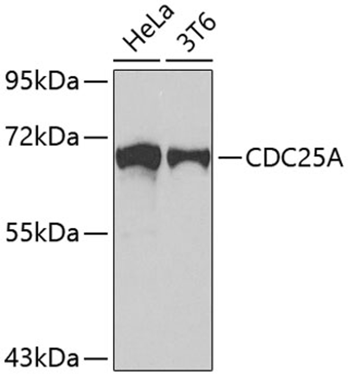 Western blot analysis of extracts of various cell lines, using CDC25A antibody (19-711) .<br/>Secondary antibody: HRP Goat Anti-Rabbit IgG (H+L) at 1:10000 dilution.<br/>Lysates/proteins: 25ug per lane.<br/>Blocking buffer: 3% nonfat dry milk in TBST.