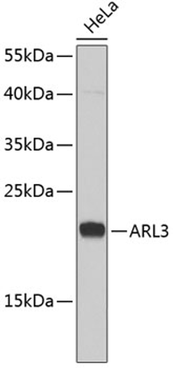 Western blot analysis of extracts of HeLa cells, using ARL3 antibody (22-269) .<br/>Secondary antibody: HRP Goat Anti-Rabbit IgG (H+L) at 1:10000 dilution.<br/>Lysates/proteins: 25ug per lane.<br/>Blocking buffer: 3% nonfat dry milk in TBST.