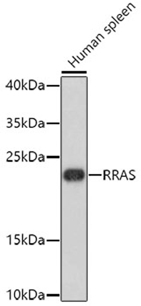 Western blot analysis of extracts of human spleen, using RRAS antibody (23-713) .<br/>Secondary antibody: HRP Goat Anti-Rabbit IgG (H+L) at 1:10000 dilution.<br/>Lysates/proteins: 25ug per lane.<br/>Blocking buffer: 3% nonfat dry milk in TBST.