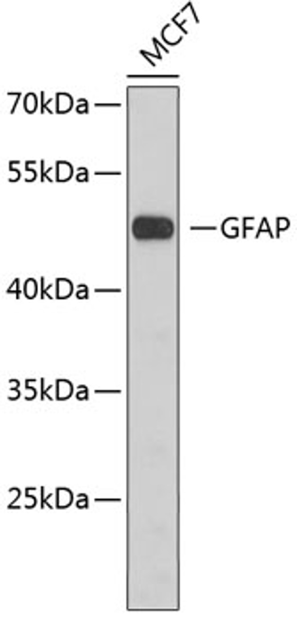 Western blot analysis of extracts of MCF-7 cells, using GFAP antibody (13-005) .<br/>Secondary antibody: HRP Goat Anti-Mouse IgG (H+L) (AS003) at 1:10000 dilution.<br/>Lysates/proteins: 25ug per lane.<br/>Blocking buffer: 3% nonfat dry milk in TBST.