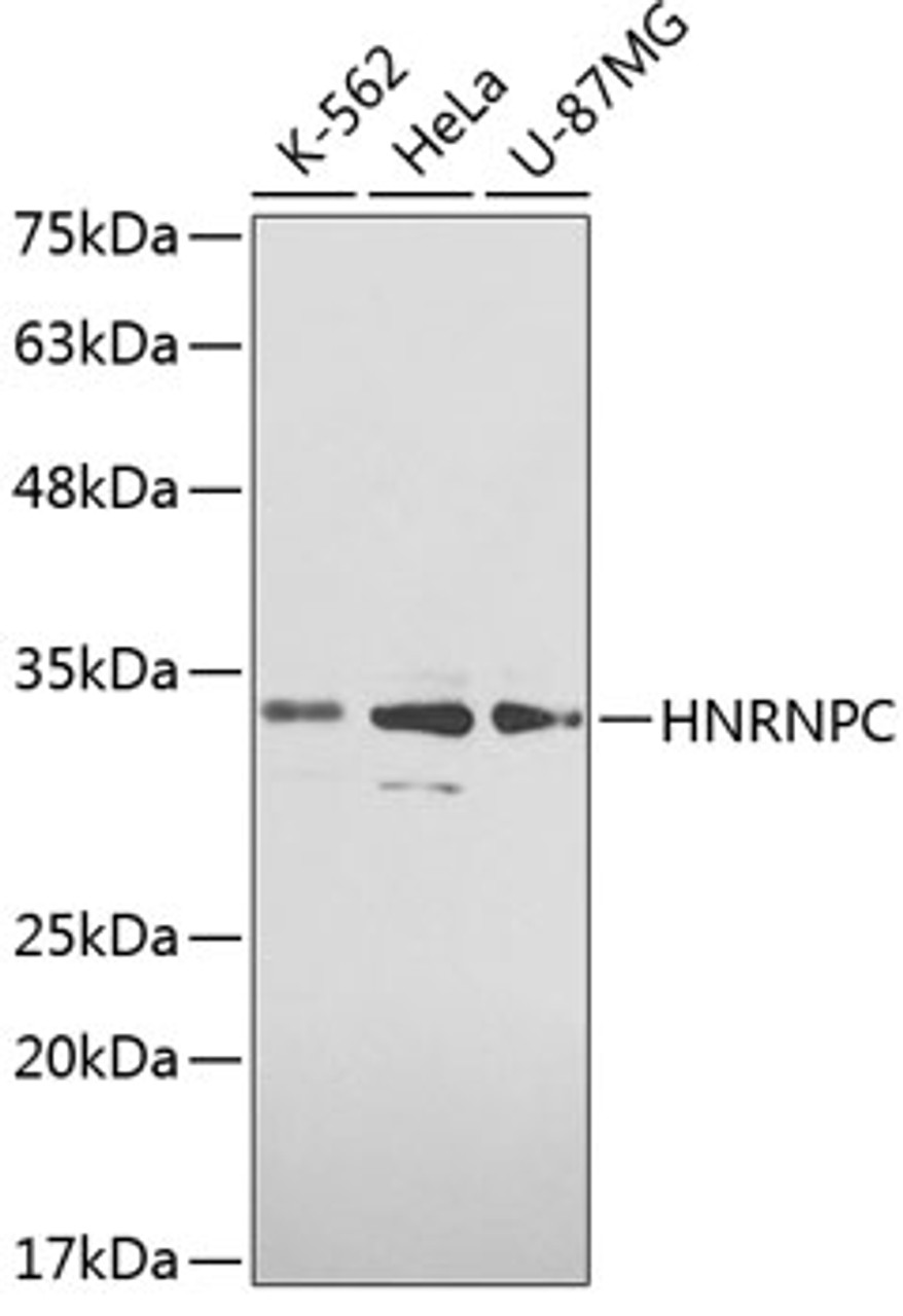 Western blot analysis of extracts of various cell lines, using HNRNPC antibody (13-017) .<br/>Secondary antibody: HRP Goat Anti-Rabbit IgG (H+L) at 1:10000 dilution.<br/>Lysates/proteins: 25ug per lane.<br/>Blocking buffer: 3% nonfat dry milk in TBST.