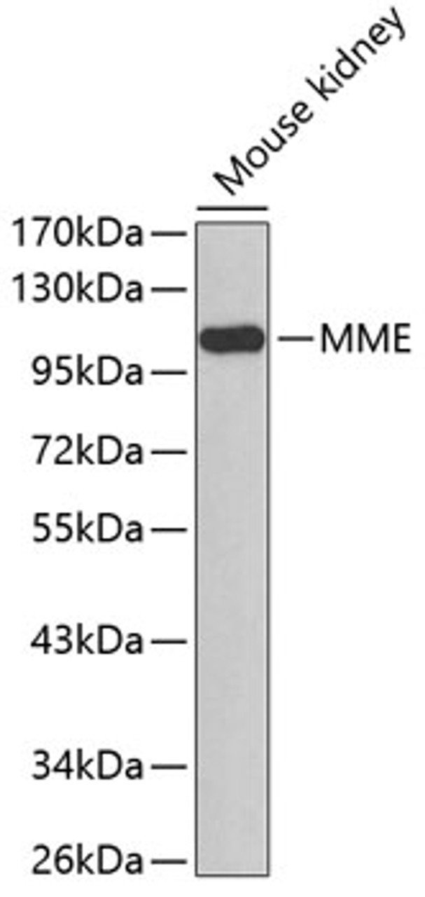 Western blot analysis of extracts of mouse kidney, using MME antibody (13-027) .<br/>Secondary antibody: HRP Goat Anti-Rabbit IgG (H+L) at 1:10000 dilution.<br/>Lysates/proteins: 25ug per lane.<br/>Blocking buffer: 3% nonfat dry milk in TBST.