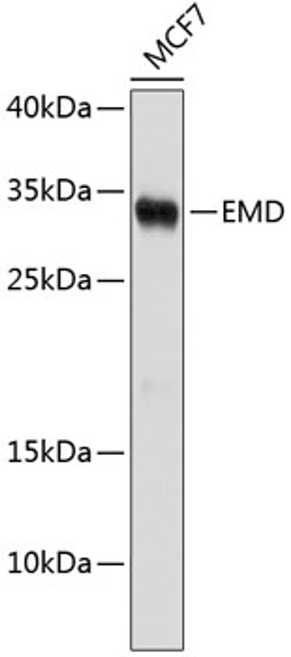 Western blot analysis of extracts of MCF-7 cells, using EMD antibody (13-039) .<br/>Secondary antibody: HRP Goat Anti-Rabbit IgG (H+L) at 1:10000 dilution.<br/>Lysates/proteins: 25ug per lane.<br/>Blocking buffer: 3% nonfat dry milk in TBST.