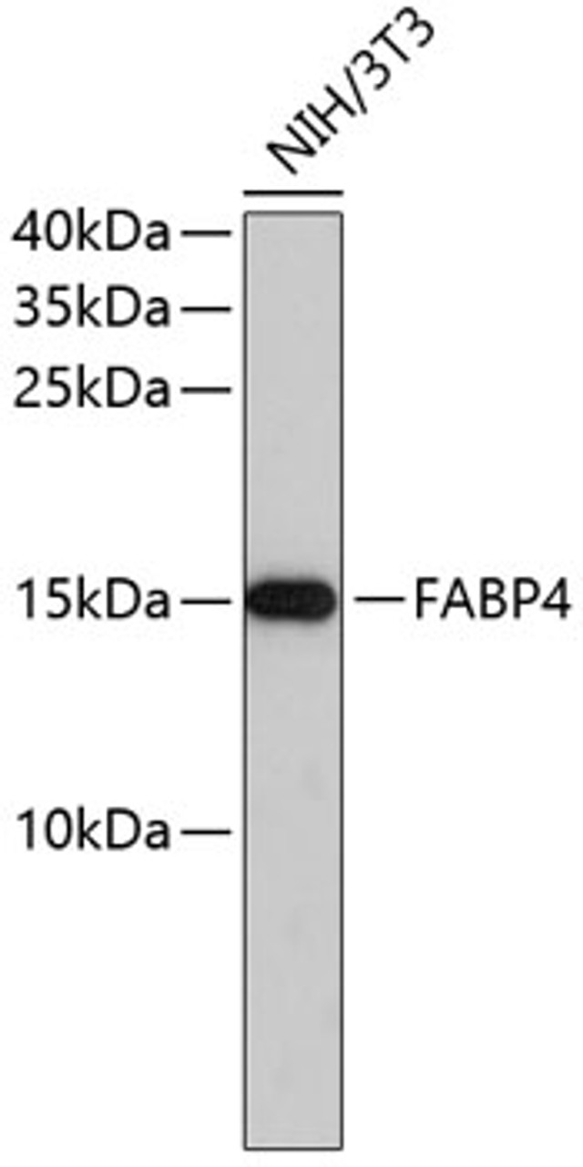 Western blot analysis of extracts of NIH/3T3 cells, using FABP4 antibody (13-041) .<br/>Secondary antibody: HRP Goat Anti-Mouse IgG (H+L) (AS003) at 1:10000 dilution.<br/>Lysates/proteins: 25ug per lane.<br/>Blocking buffer: 3% nonfat dry milk in TBST.
